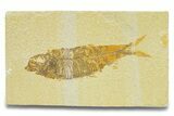 Detailed Fossil Fish (Knightia) - Wyoming #289922-1